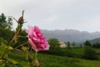 پنجمین جشنواره گل‌محمدی در دودانگه ساری برگزار می‌شود