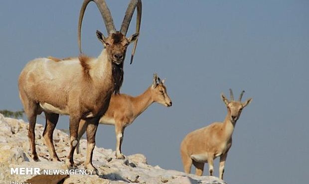 افزایش تلفات طاعون نشخوارکنندگان در مازندران/ تلفات به ۱۱۷ راس رسید