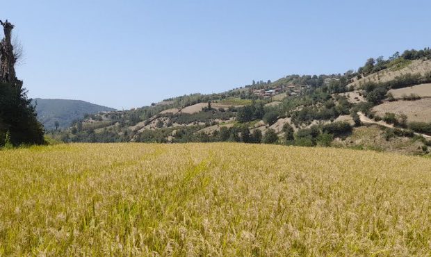 برداشت برنج در شهرستان سوادکوه (روستای مته کلا)