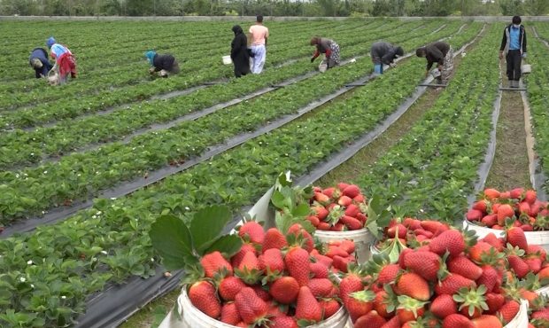 تولید ۱۸ هزار تن توت‌فرنگی در مازندران