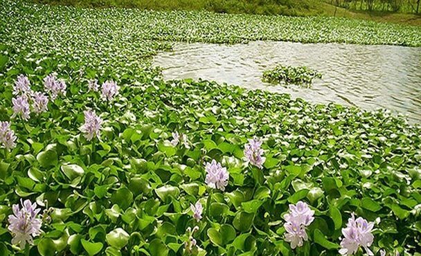 شیطان آبی در آب بندان روستای آغوزبن بابل رویید