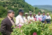 انتقال یافته‌های گل محمدی در روستای پاجی دودانگه ساری