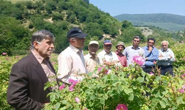 انتقال یافته‌های گل محمدی در روستای پاجی دودانگه ساری