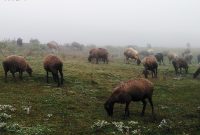 انجام بیش از ۷۴۳ هکتار کپه کاری و بذر پاشی در مراتع مازندران